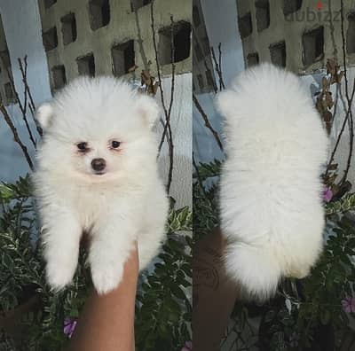 Trained Pomeranian for sale