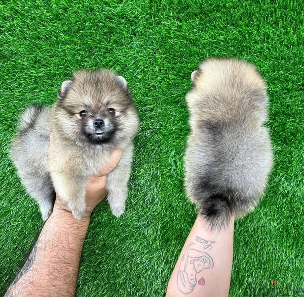 Cream male pomeranian for sale 0