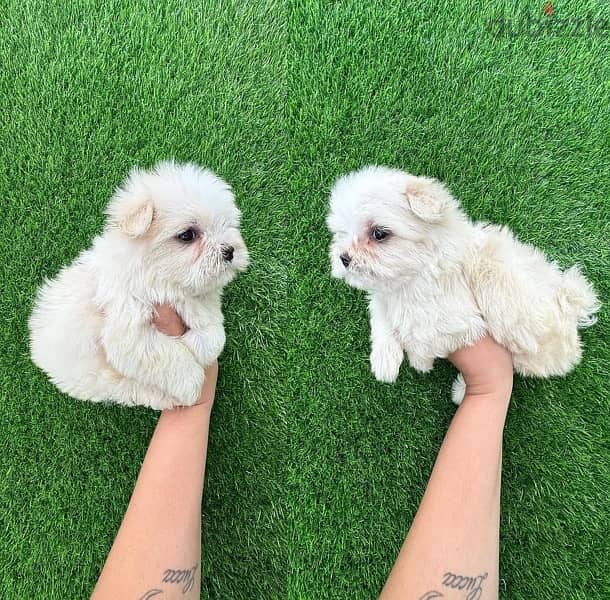 Male Maltese puppy for sale 0