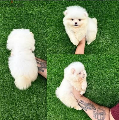 Tcup Pomeranian for sale