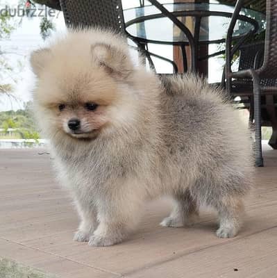 Female Pomeranian for sale