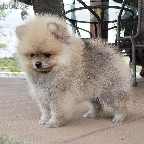 Female Pomeranian for sale 0