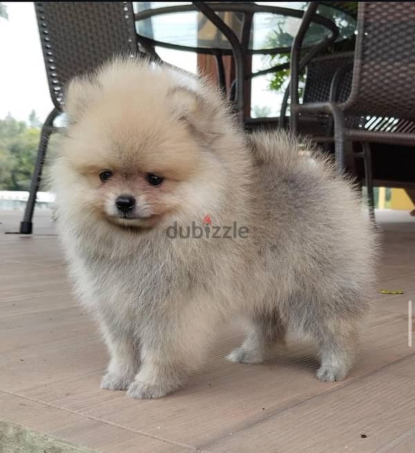 Female Pomeranian for sale 1