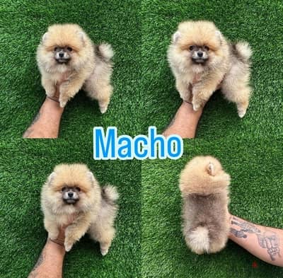 Male Purebred Pomeranian for sale