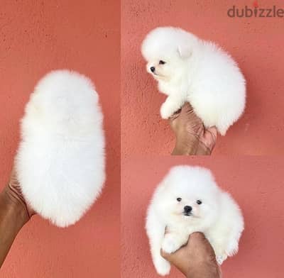 White Tcup Pomeranian for sale