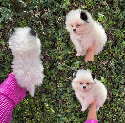 Small Size Pomeranian for sale