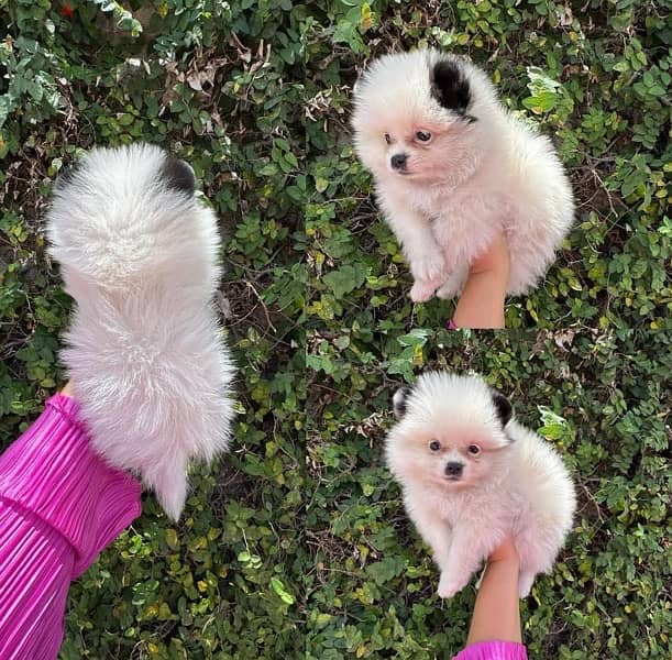 Small Size Pomeranian for sale 0