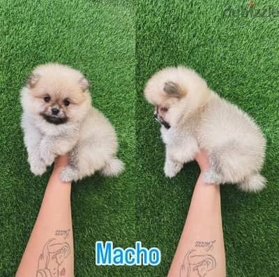 Female Pomeranian puppy for sale