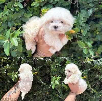 Purebred Maltese puppy for sale