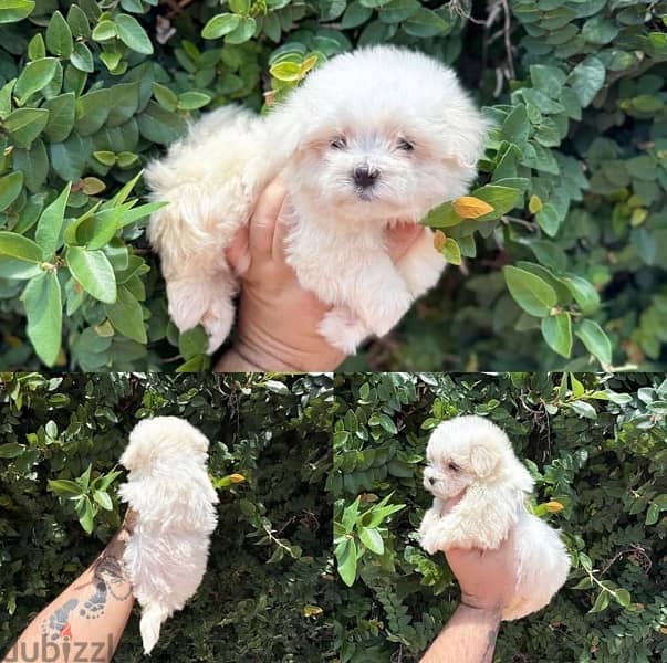 Purebred Maltese puppy for sale 0