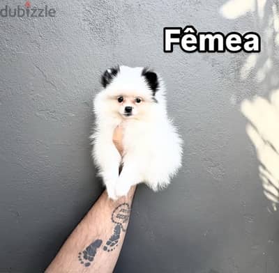 Female Pomeranian for sale