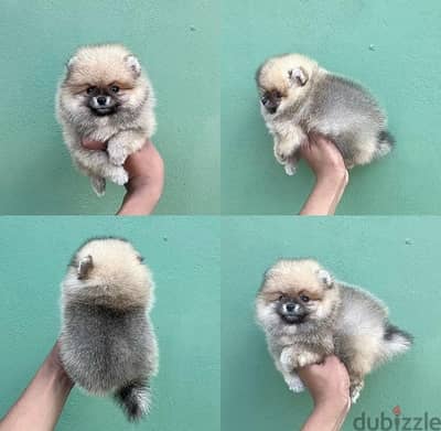 Male & Female Poms for sale