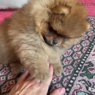 Male Pomeranian for sale