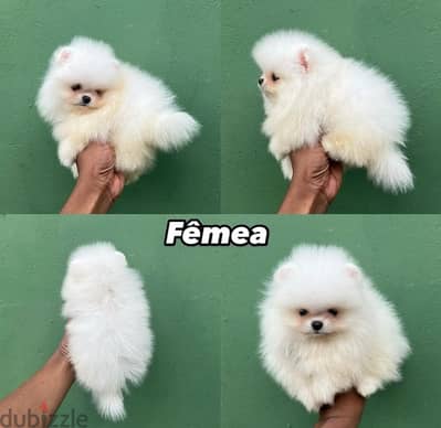 Male Pomeranian puppy for sale