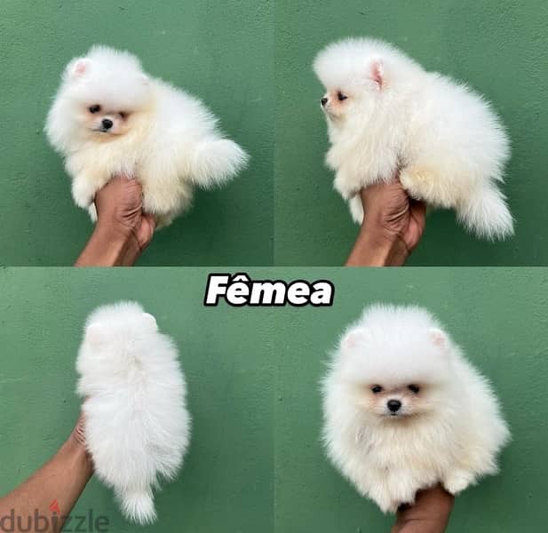 Male Pomeranian puppy for sale 0