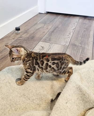 Bengal for sale . WhatsApp me .  ‪ +1 (484) 718‑9164‬