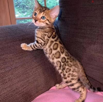 Female Bengal for sale . WhatsApp me .  ‪ +1 (484) 718‑9164‬