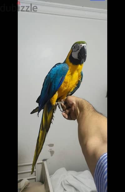 Female Macaw for sale