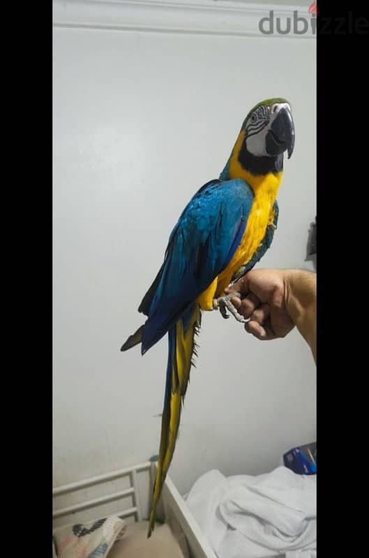 Female Macaw for sale 1