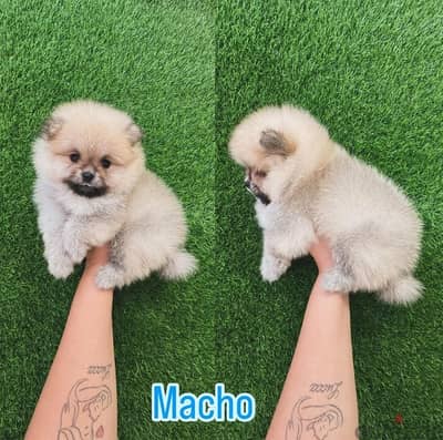 Pomeranian for sale