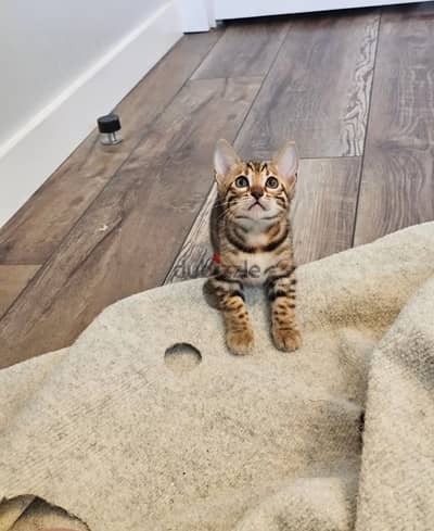 Bengal kitten for sale