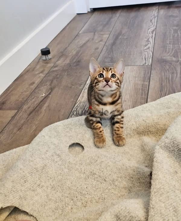 Bengal kitten for sale 0