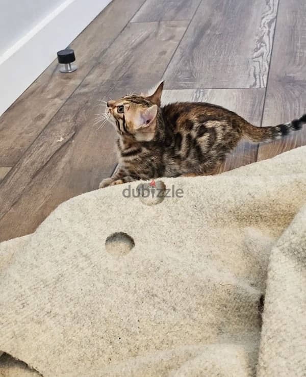 Bengal kitten for sale 1