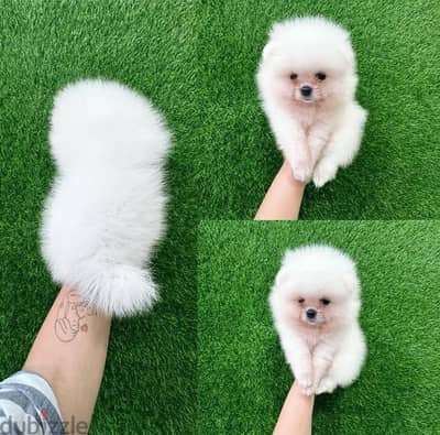 White Female Pomeranian for sale