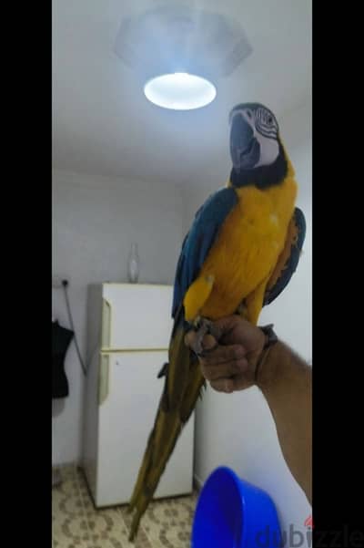 Macaw