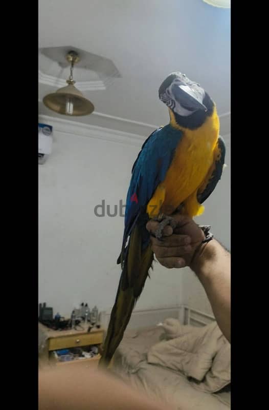 Macaw parrots for sale 1