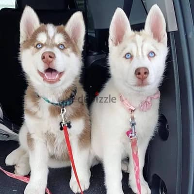 Siberian husky puppies// Whatsapp +97455792932