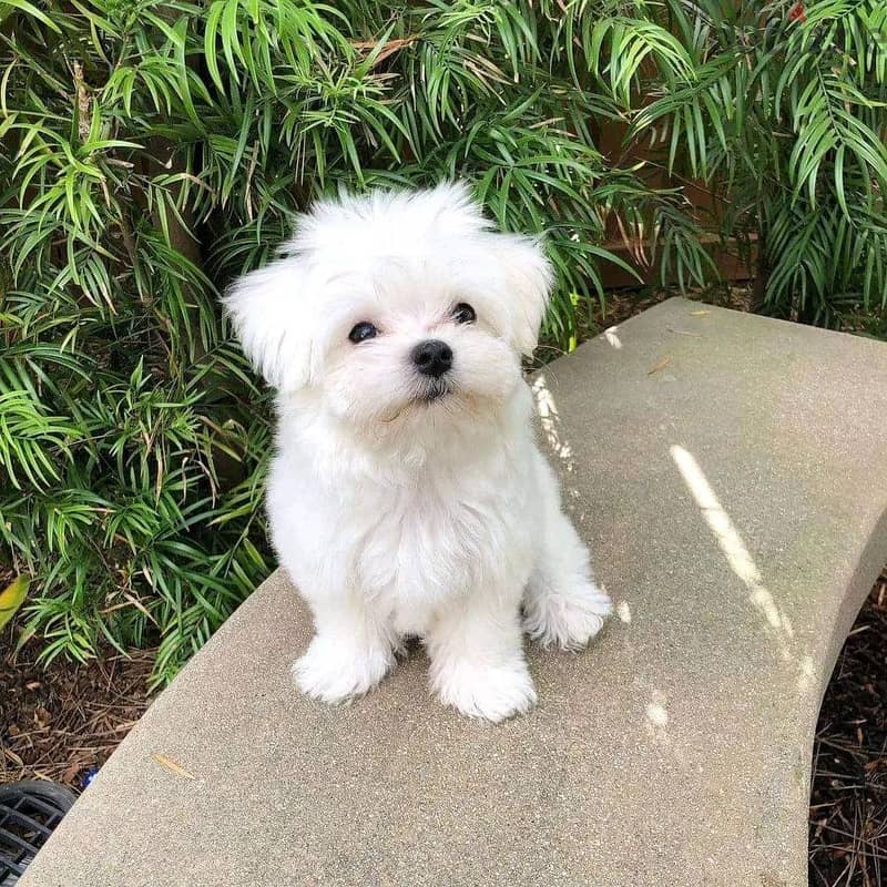 Maltese puppies// Whatsapp +97455792932 0