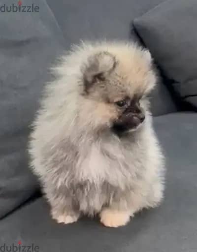 Pomeranian for sale