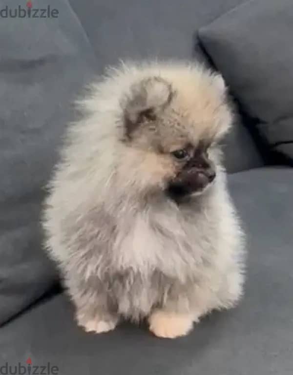 Pomeranian for sale 0