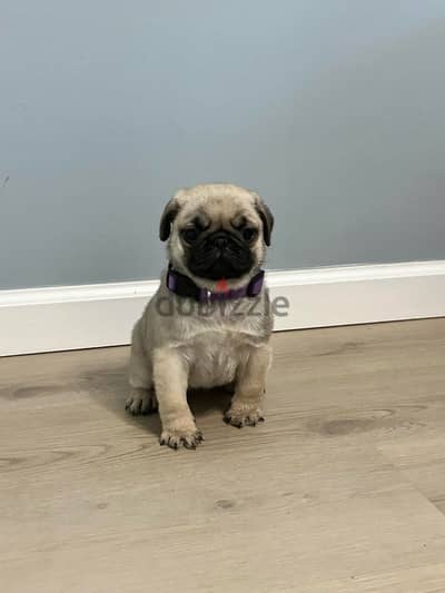 Pug puppy for sale