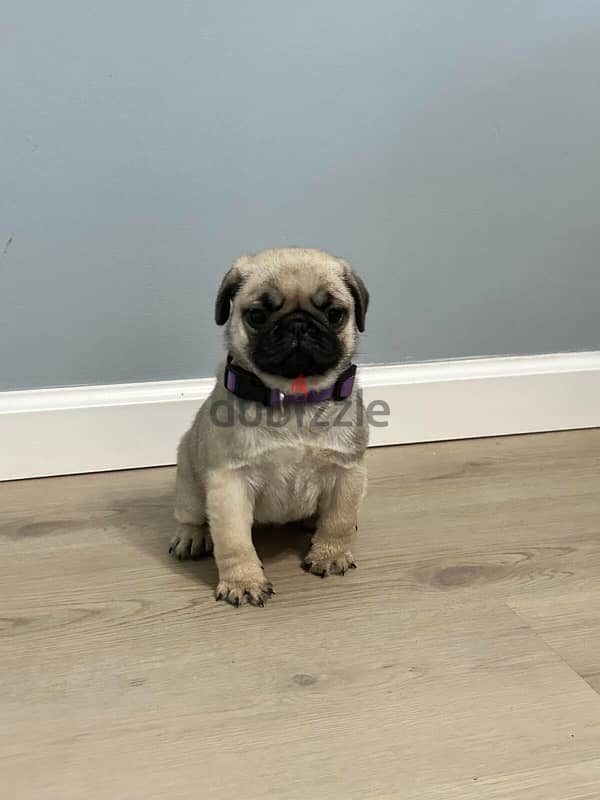 Pug puppy for sale 0