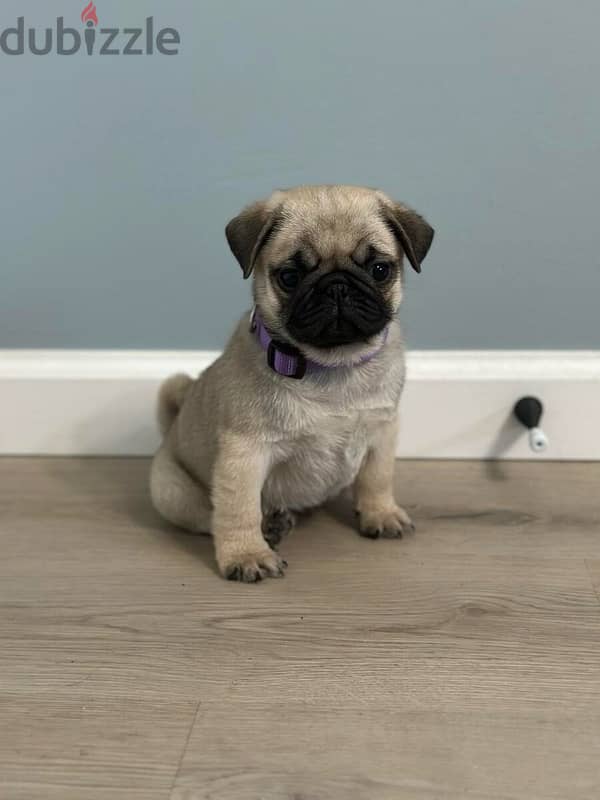 Pug puppy for sale 2