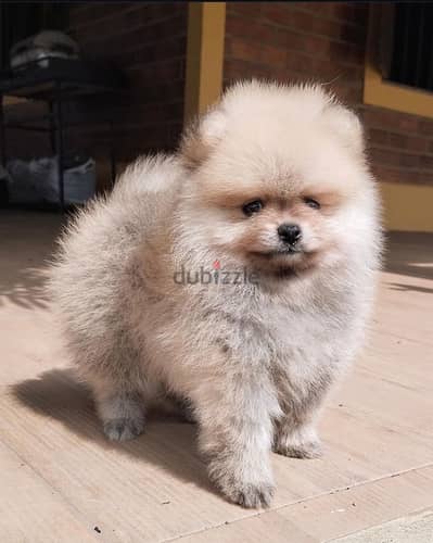 Male Pomeranian puppy for sale