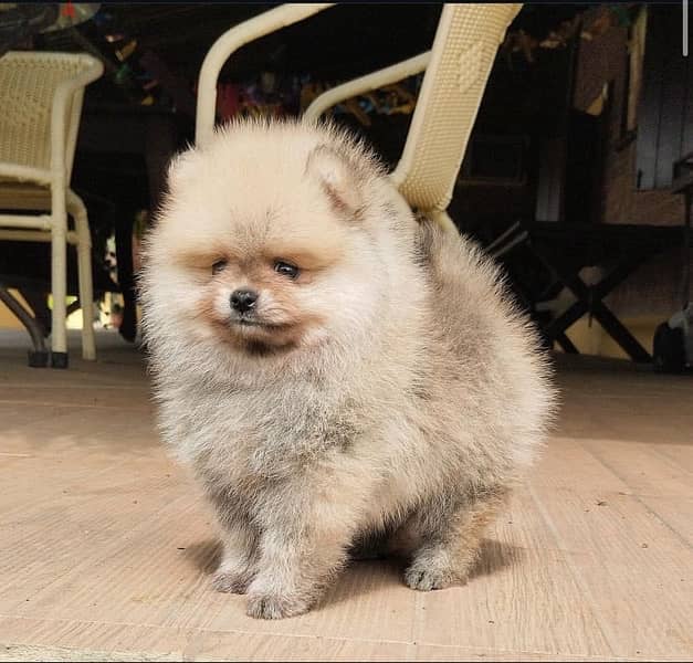 Male Pomeranian puppy for sale 1