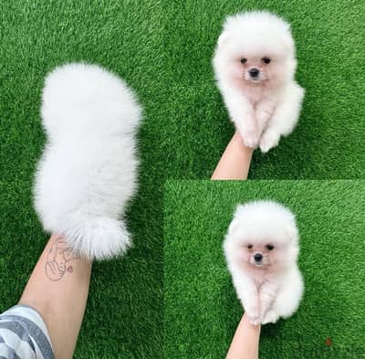 Purebred Pomeranian for sale