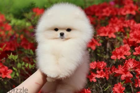 Pomeranian puppies// Whatsapp +97455937699