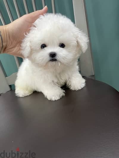 Trained white Poodle for sale