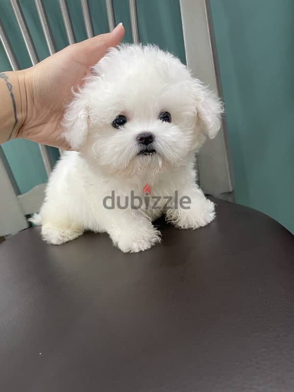 Trained white Poodle for sale 2