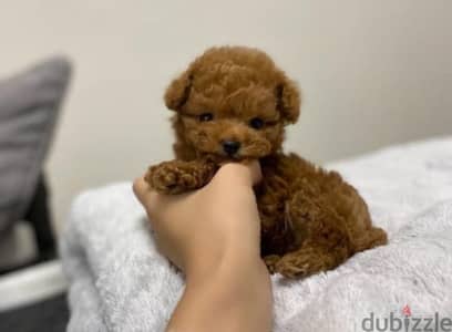 Tcup Poodle puppy for sale