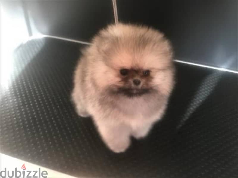 Mini Pomeranian for sale 1