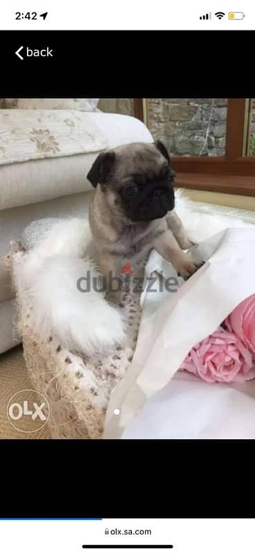 Female Pug puppy for sale