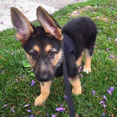 Male German Shepherd puppy