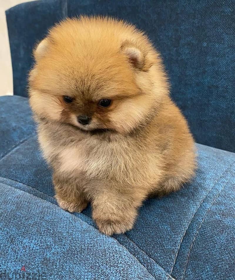 Cream male Pomeranian for sale 0