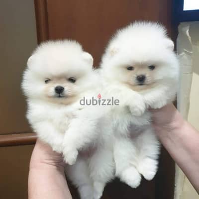 100% Purebred Pomeranian pups for sale