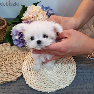 Male Maltese puppy available